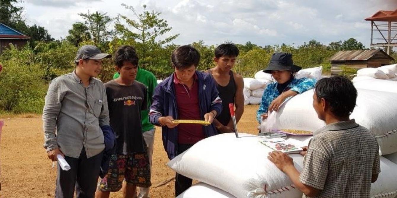 DPA with farmers and export company, check paddy rice DPA with farmers and export company, check paddy rice