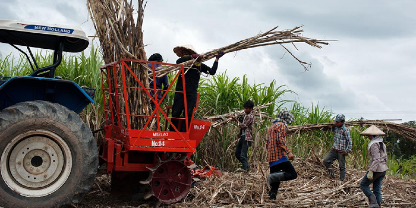 More inclusive and equitable social protection for marginalized workers in ASEAN Marginalized workers in sugar farm