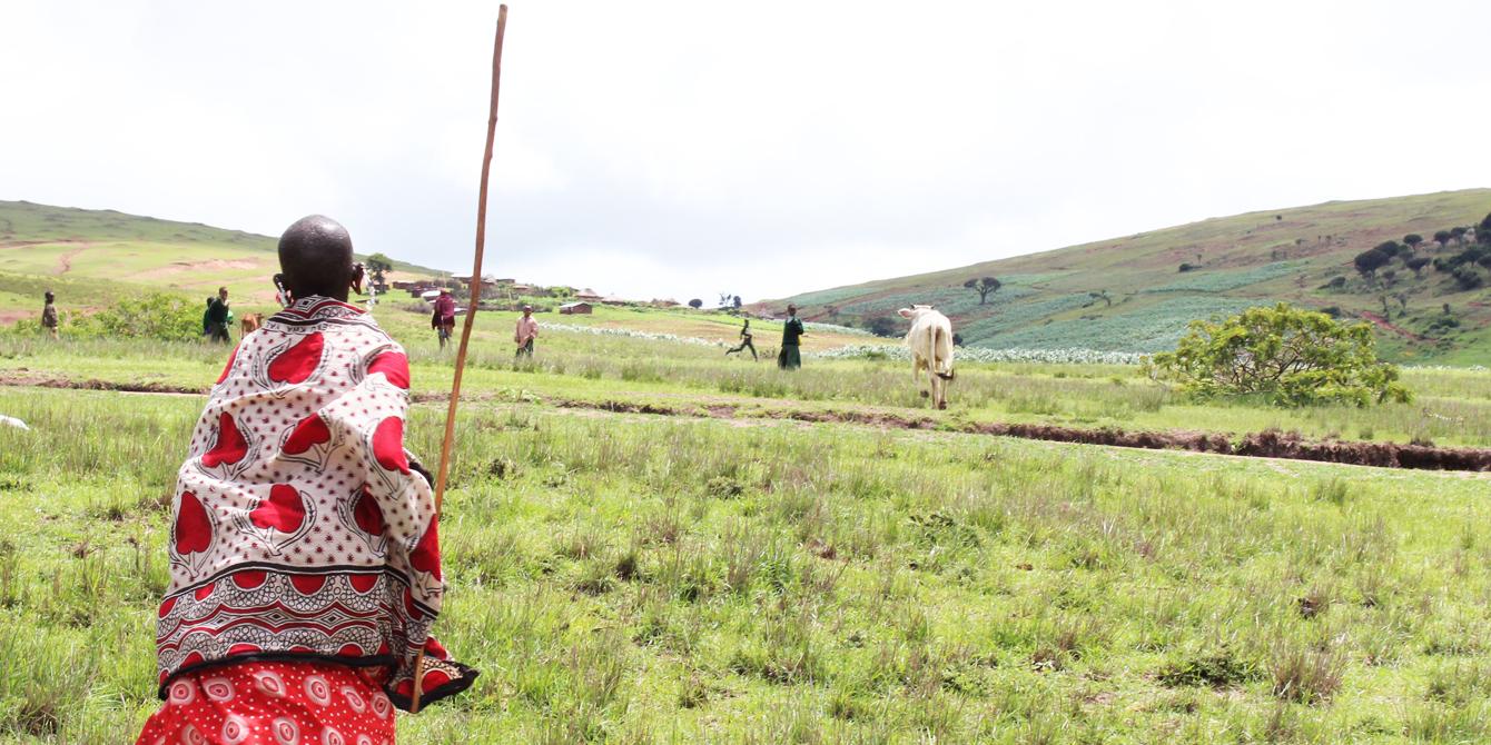 Nashuru Tagei from Ngorongoro district having received her heifer from Oxfam. Photo: Bill Marwa / Oxfam Nashuru Tagei from Ngorongoro district having received her heifer from Oxfam. Photo: Bill Marwa / Oxfam