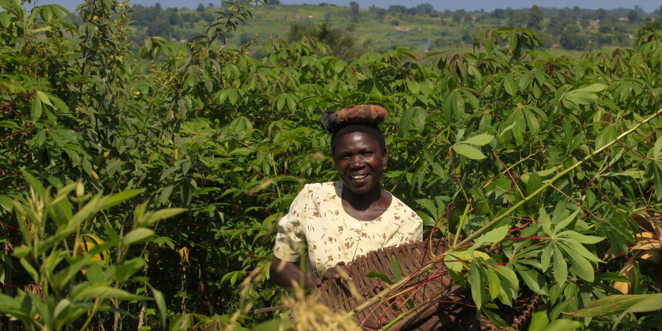 Zawadi Esther harvesting cassava on her farm in Tiapi village, Ayavu Parish. The mother of five children is a farmer. She used to sell her harvest but the returns were not high. After joining the NAFA farmers group supported by Oxfam, her income increased because all farmers would submit their grain to sell in bulk at a higher price. photo by James Akena/Oxfam Zawadi Esther harvesting cassava on her farm in Tiapi village, Ayavu Parish. The mother of five children supports her family with farming.